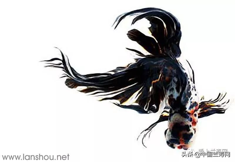 那些企图拿尾巴征服世界的金鱼们