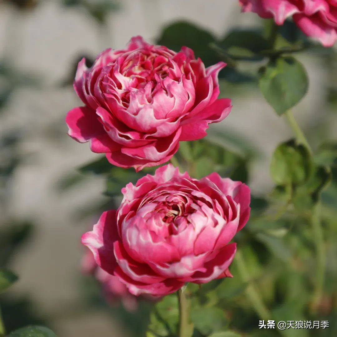 不容易，天狼自育终于打折了！空蒙只要50不到！