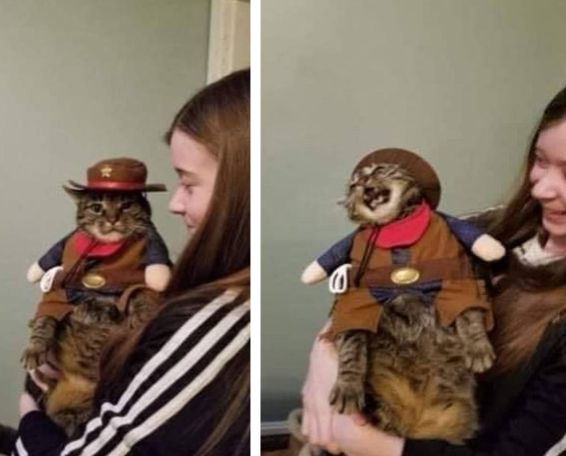 猫咪和主人的温馨时刻,和猫咪快乐的瞬间