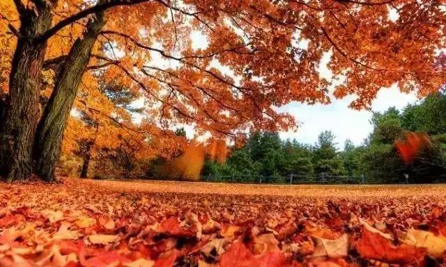 大连枫叶最佳观赏时间,大连枫叶红视频