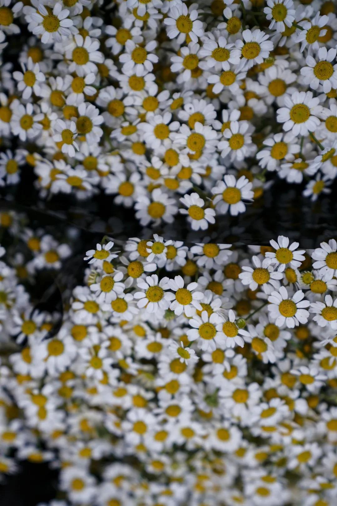 乌鲁木齐花市在哪里光明路附近,乌鲁木齐的花市在哪里
