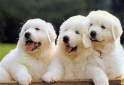 五种狗狗汪星人,十大最受欢迎的大型狗狗排名