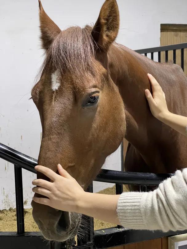 徐州英骐国际马术,徐州英琪国际马术中心