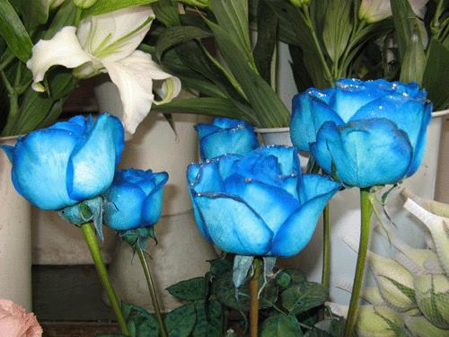 你的生日代表的花语,今天是你的生日花语