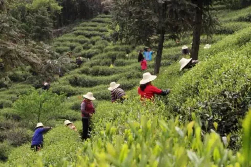 禅茶一味小故事,禅与茶的故事