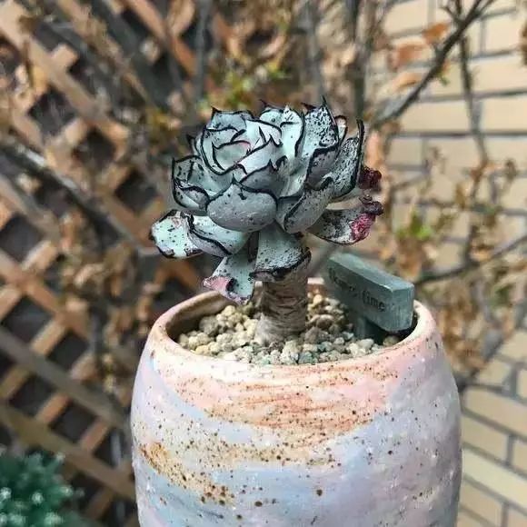 世界上最昂贵的花一朵价值1500万,世界上最高贵的花典雅图文