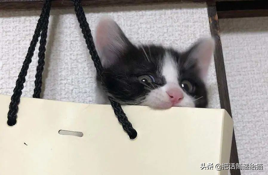 虐猫后良心发现加价“*养送**”？在日本领养流浪猫没你想的那么美好