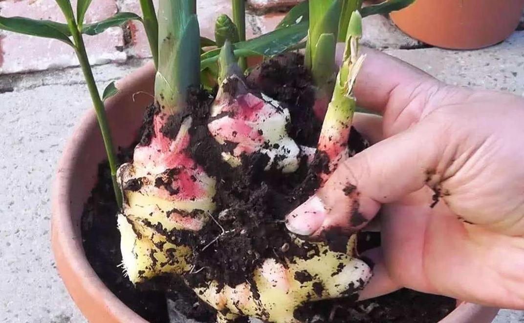 生姜成长记第二季,生姜成长过程步骤图