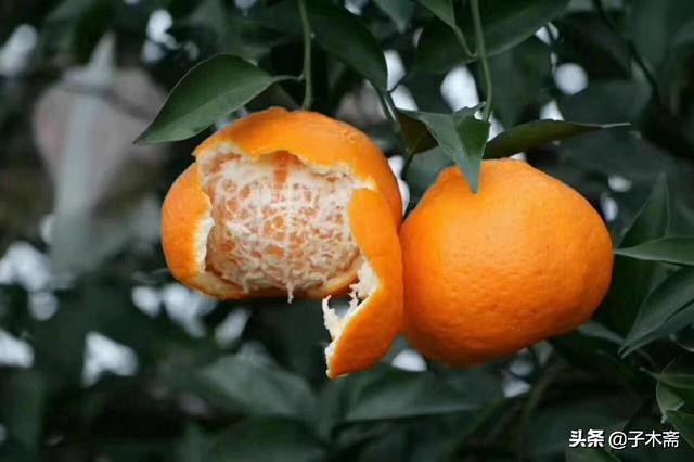 蒲江县柑橘买卖平台,四川蒲江柑橘批发联系方式