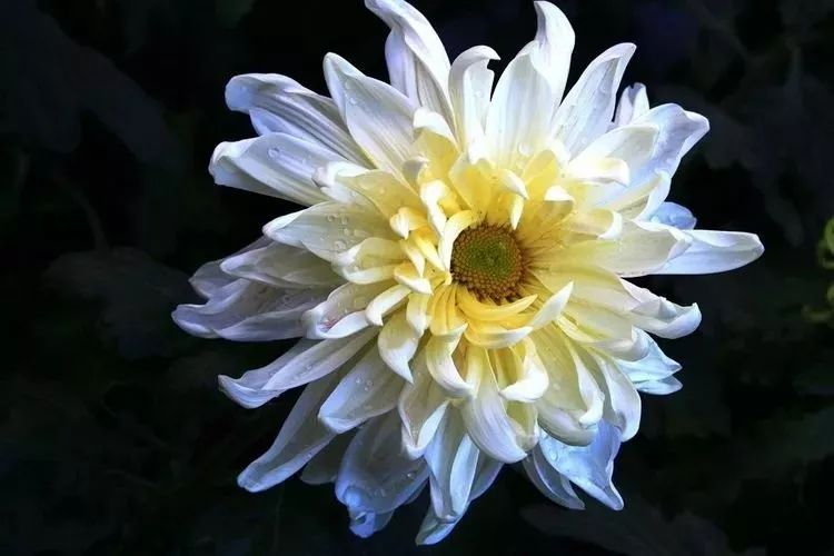 花中四君子菊花国画用笔,花中四君子菊花高清图片