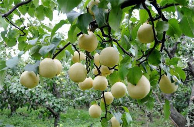 梨树常见的病虫害,梨树的病虫防治方法有哪些
