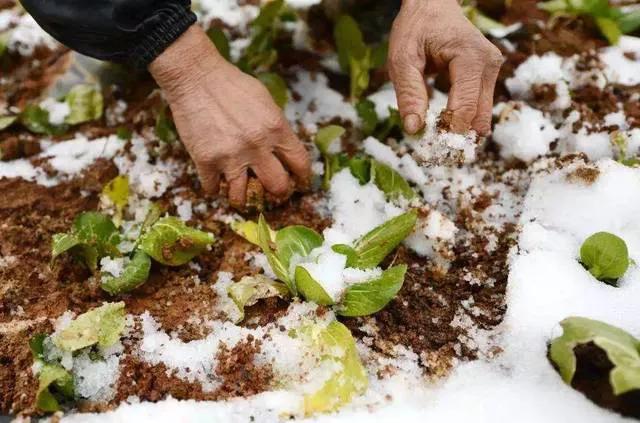 六月飞雪真的可能发生吗？