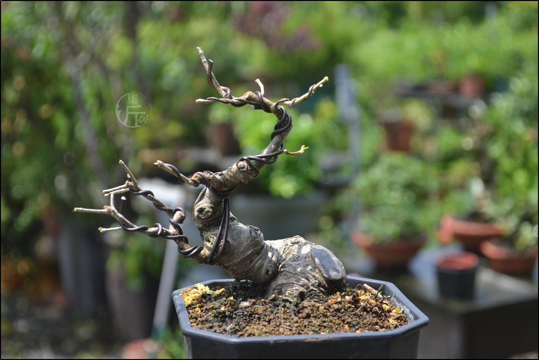盆景有山有水,榕树盆景的造型