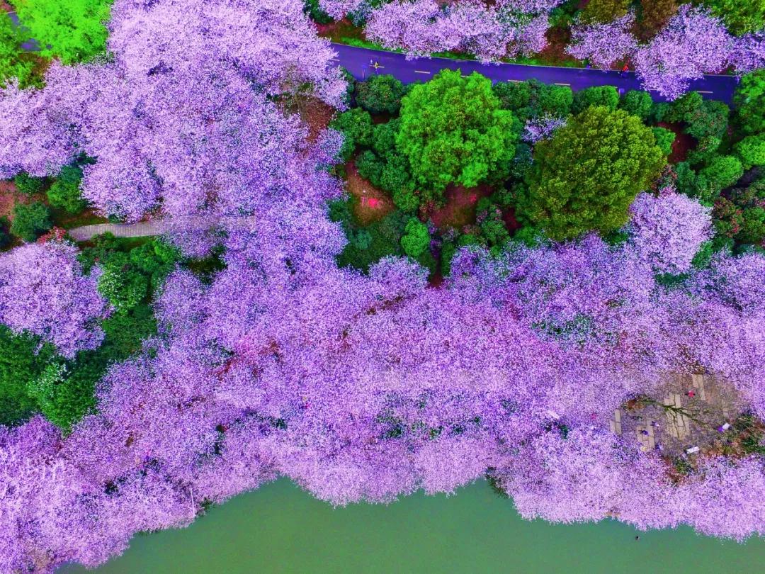 立春已过，宅着不如云赏花