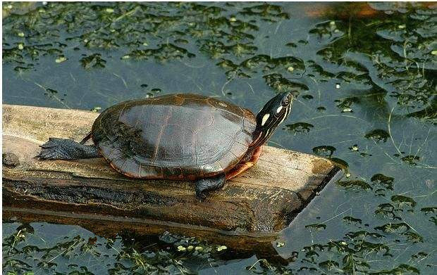 巴西龟的兄弟,巴西龟的辨认方法