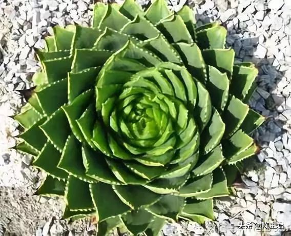 十大最贵法师多肉排行榜,玉露多肉最贵多少钱一棵