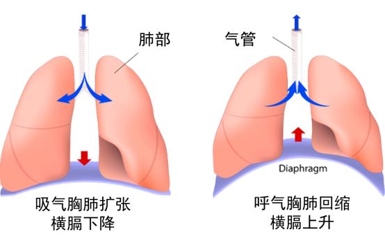 吹气球练腹式呼吸有什么作用,苏炳添训练吹气球