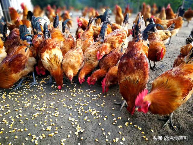 鸡坏死性肠炎治疗方案,鸡小肠球虫和坏死性肠炎