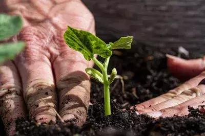 这才是有机肥最“厉害”的地方，90%的人都不知道！