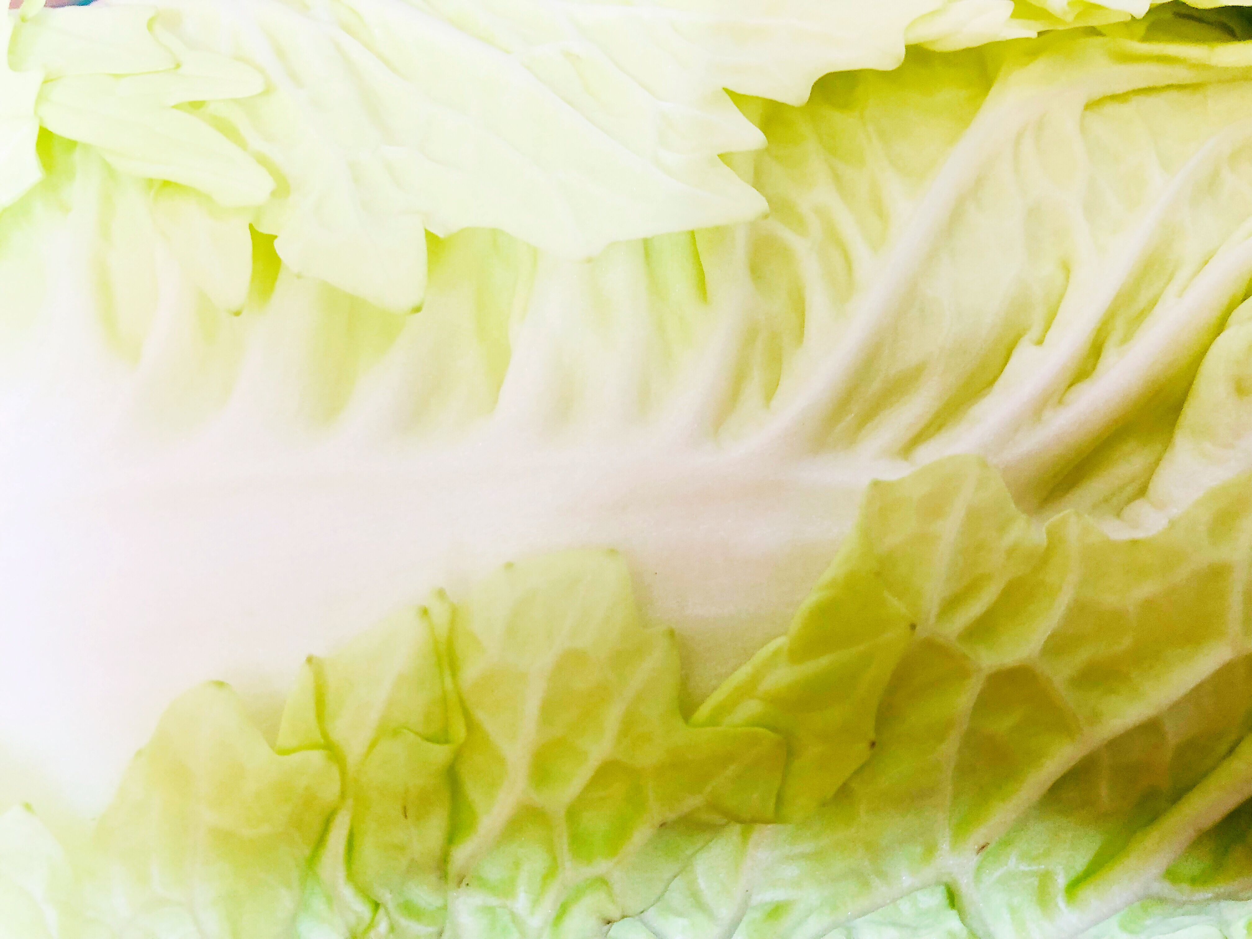 草鱼搭配金针菇白菜怎么炖好吃,白菜豆腐炖草鱼正宗做法