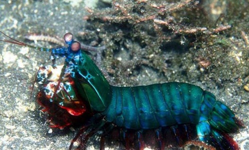 皮皮虾小朋友表情包,皮皮虾特别火的小孩子表情包