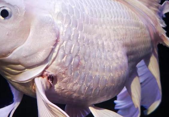 观赏鱼受伤了长毛了怎么回事,观赏鱼怎么判断是外伤还是烧鳍