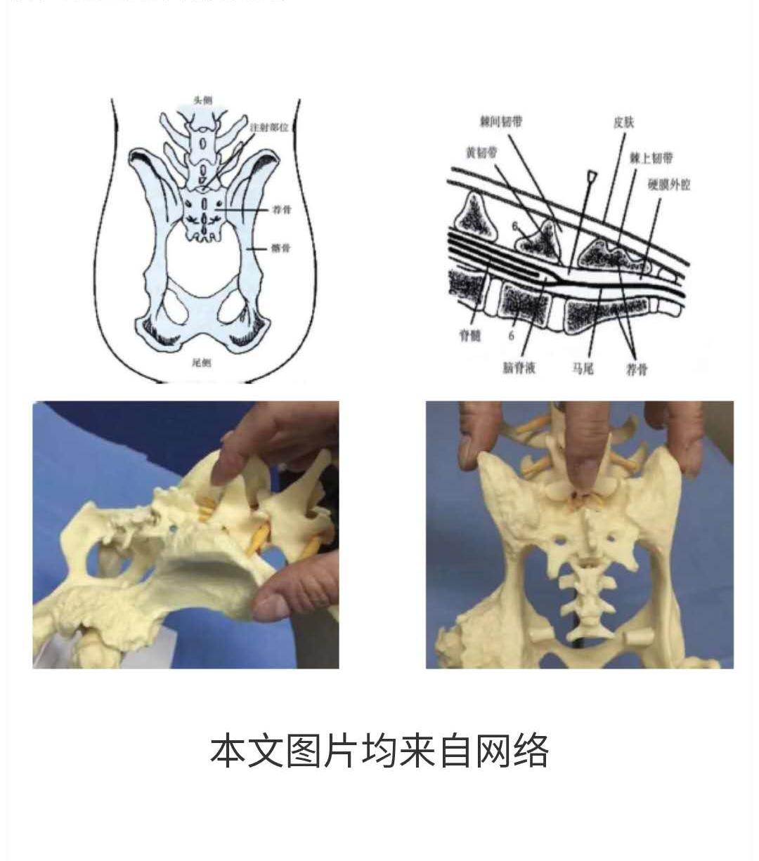 犬猫手术期疼痛管理