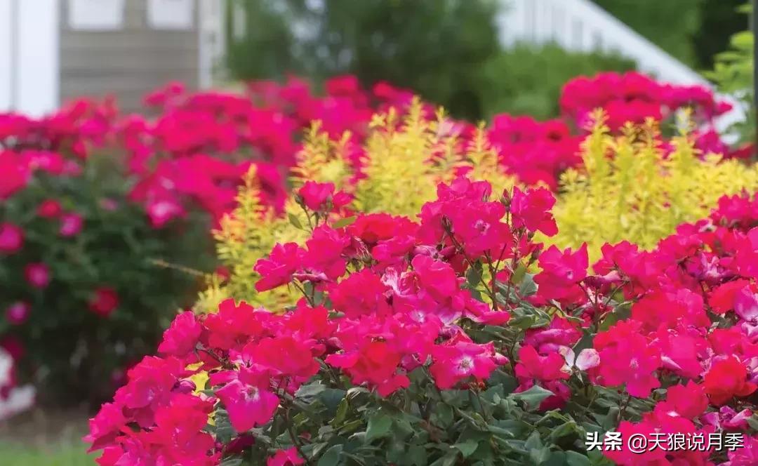 抗病性好的月季推荐,哪些月季品种抗病强
