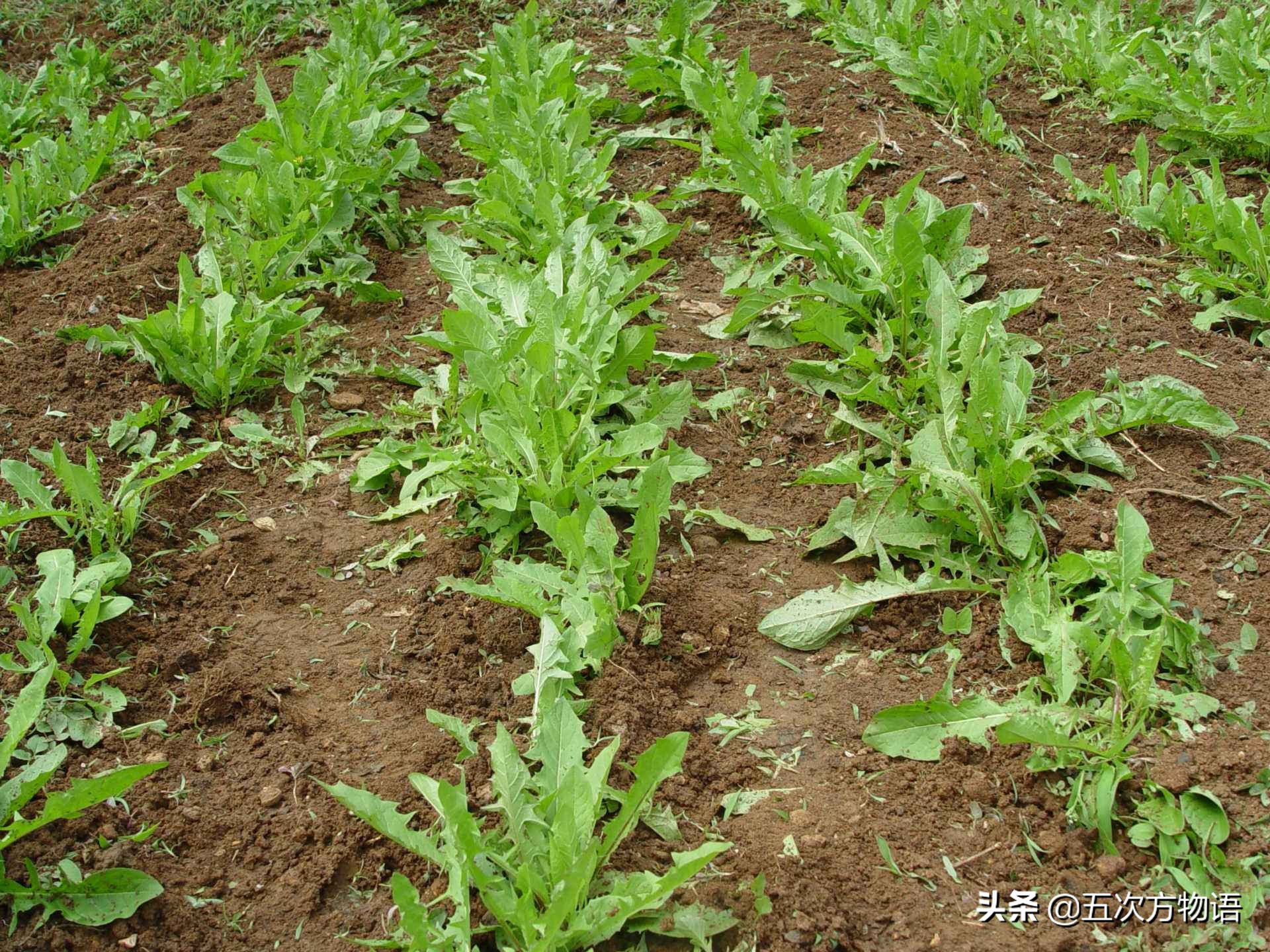 1分钟了解蒲公英,蒲公英科普知识资料大全