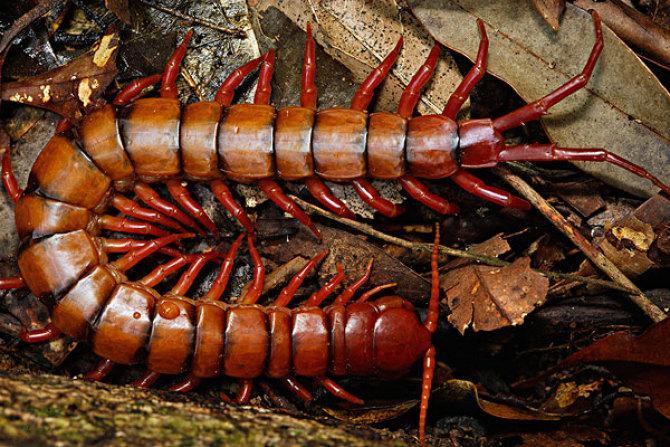 巨大的蜈蚣灭绝了么,地球上是否真的存在巨型蜈蚣