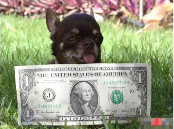 短腿狗腊肠犬,吉尼斯纪录最长的腊肠犬