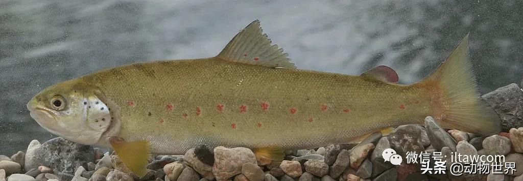 三文鱼是怎样的鱼,三文鱼冷冻后还可以生吃吗