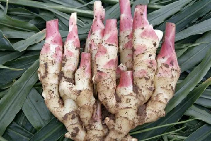 盆栽长出小姜芽需要大水吗,姜芽种在花盆里