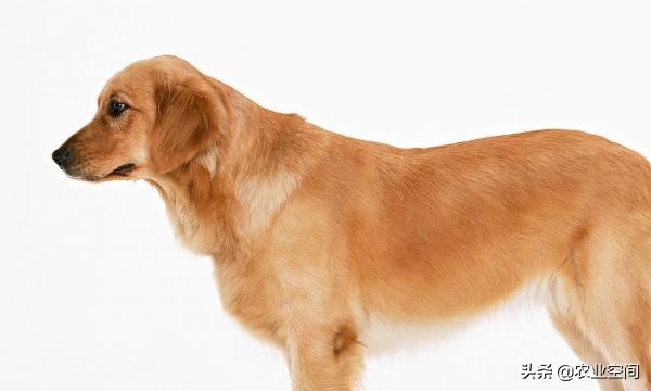 养殖肉狗前景怎么样,养殖肉狗的技术与流程