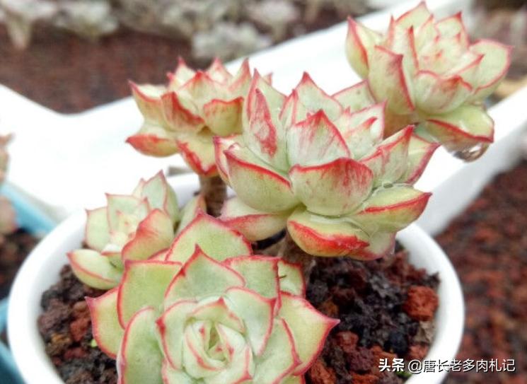 养多肉不为人知的秘密,养多肉是一个坑