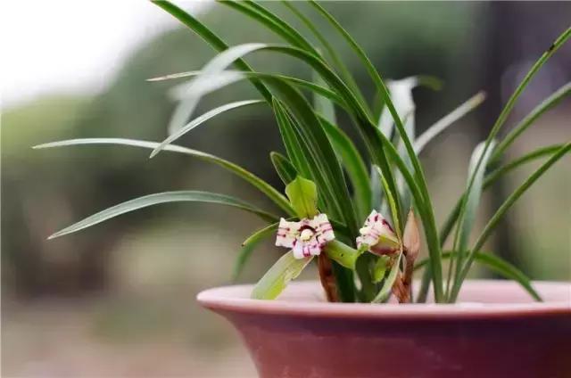 兰花生病长虫怎么办？养兰必知的病虫害和防治方法