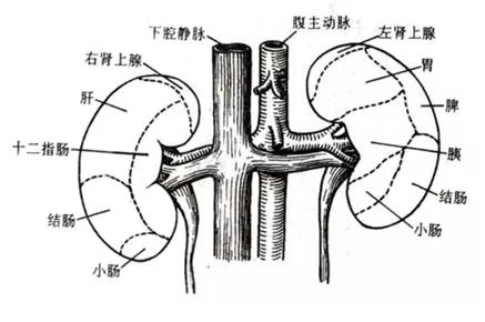 泌尿系统解剖讲解视频,泌尿系统肾脏解剖图谱