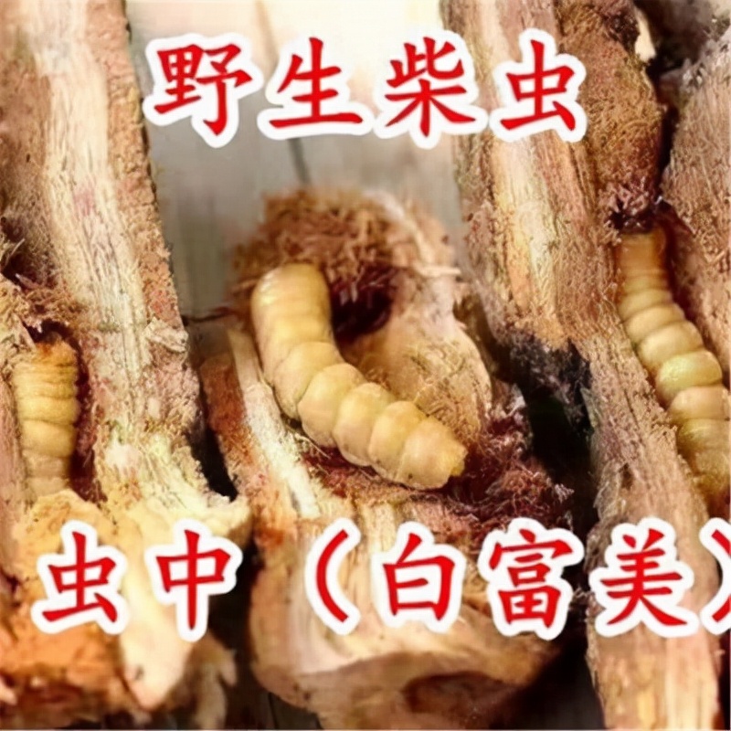 夏天画眉鸟吃什么饲料好,饲料配方及效果