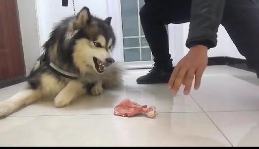 训练狗狗护食怎么纠正,狗狗护食怎么训练