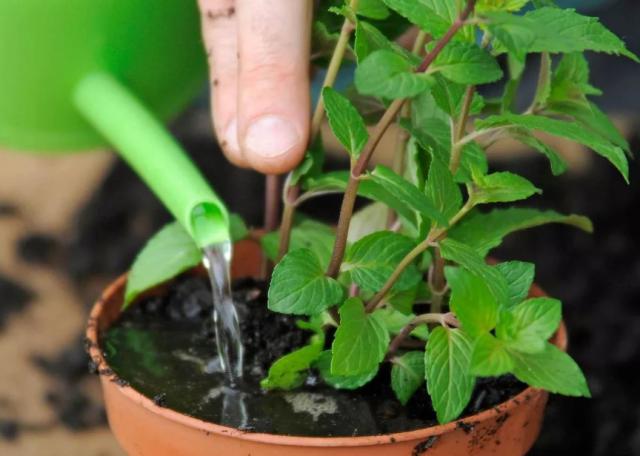 冬天薄荷出现干枯的黄叶怎么办,薄荷蔫了并有少许黄叶怎么补救
