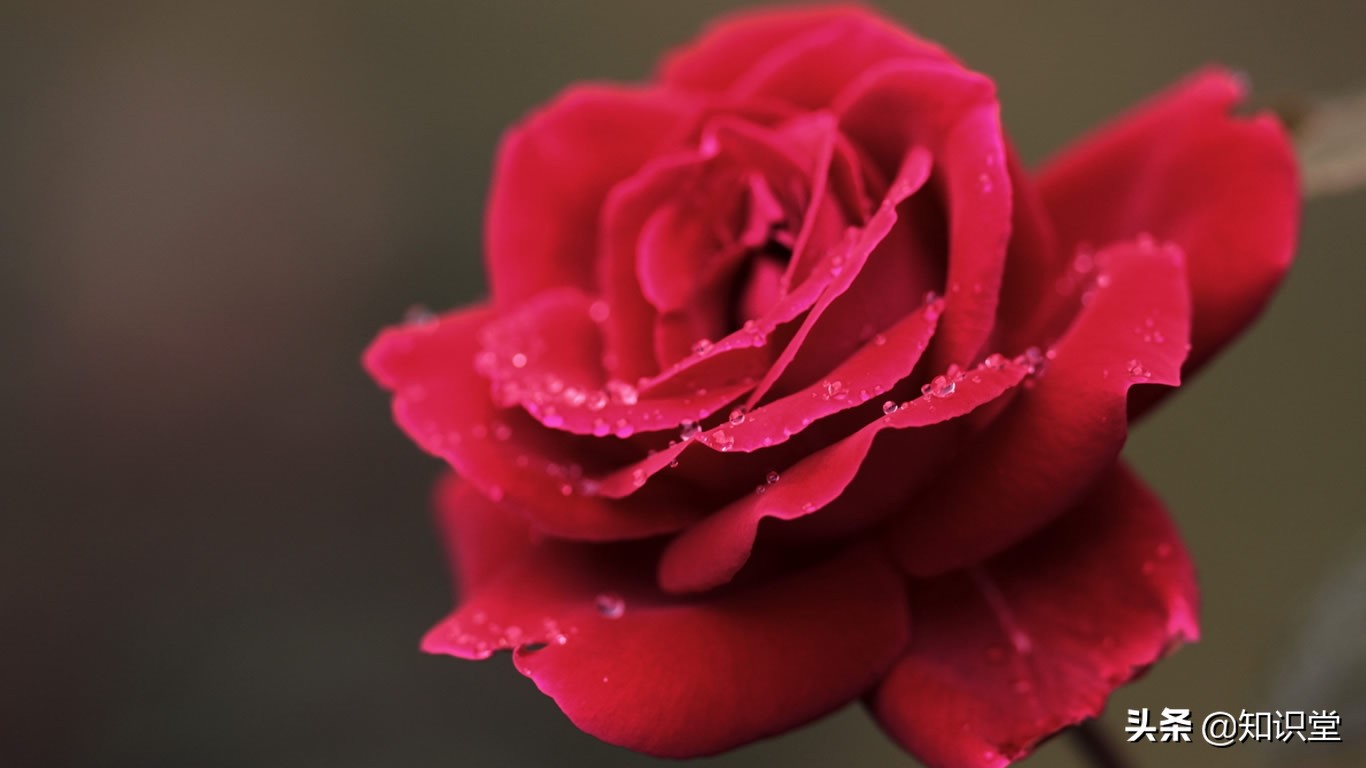 送闺蜜的一句话生日祝福语大全集,祝闺蜜同事的生日祝福语可以复制