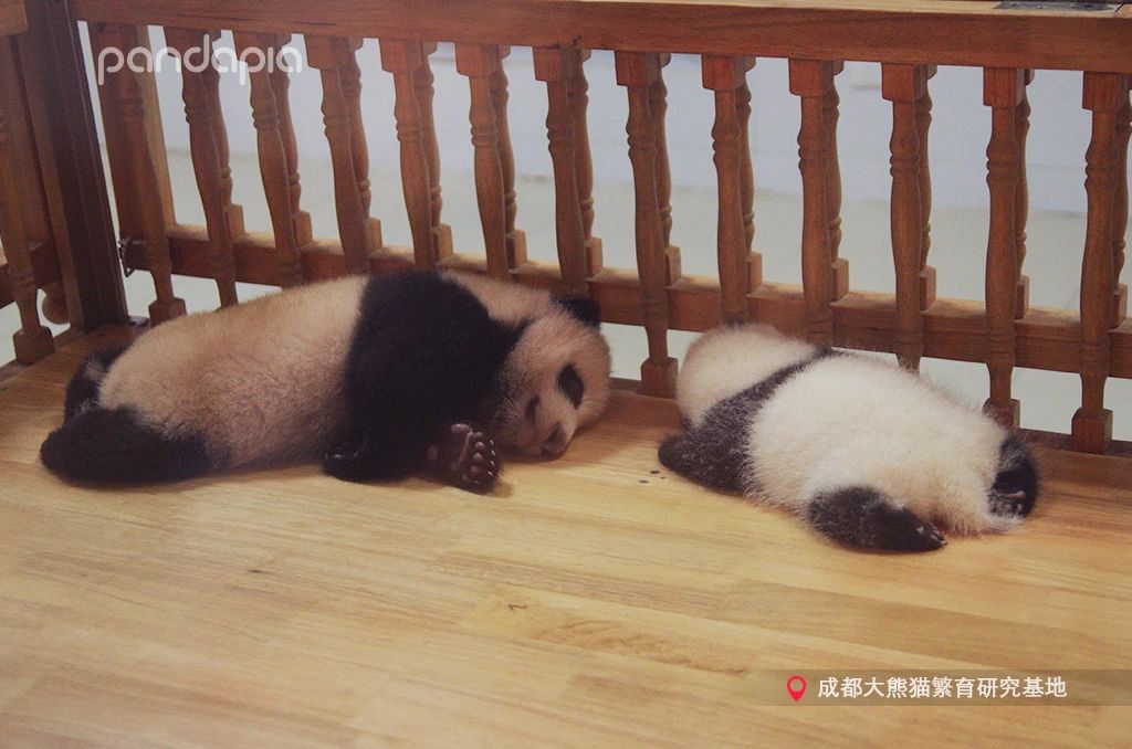 新品种大熊猫七仔,大熊猫花花和大熊猫七仔