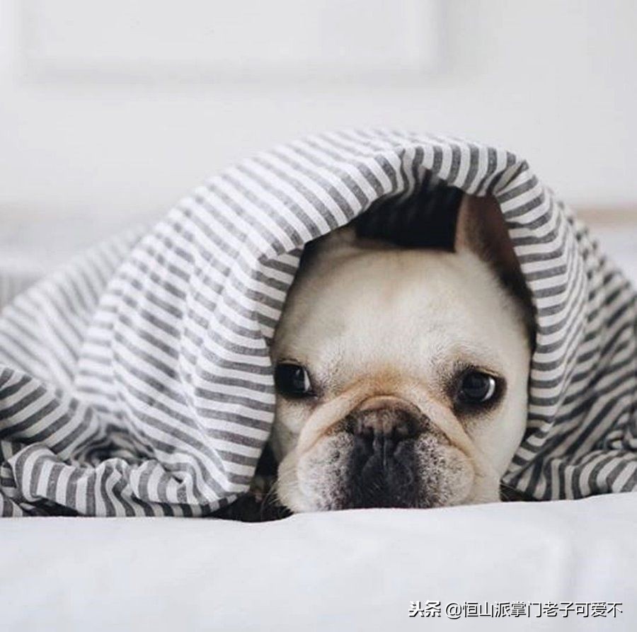 家里冷狗狗幼犬怎么保暖比较好,家里狗狗怎样才干净