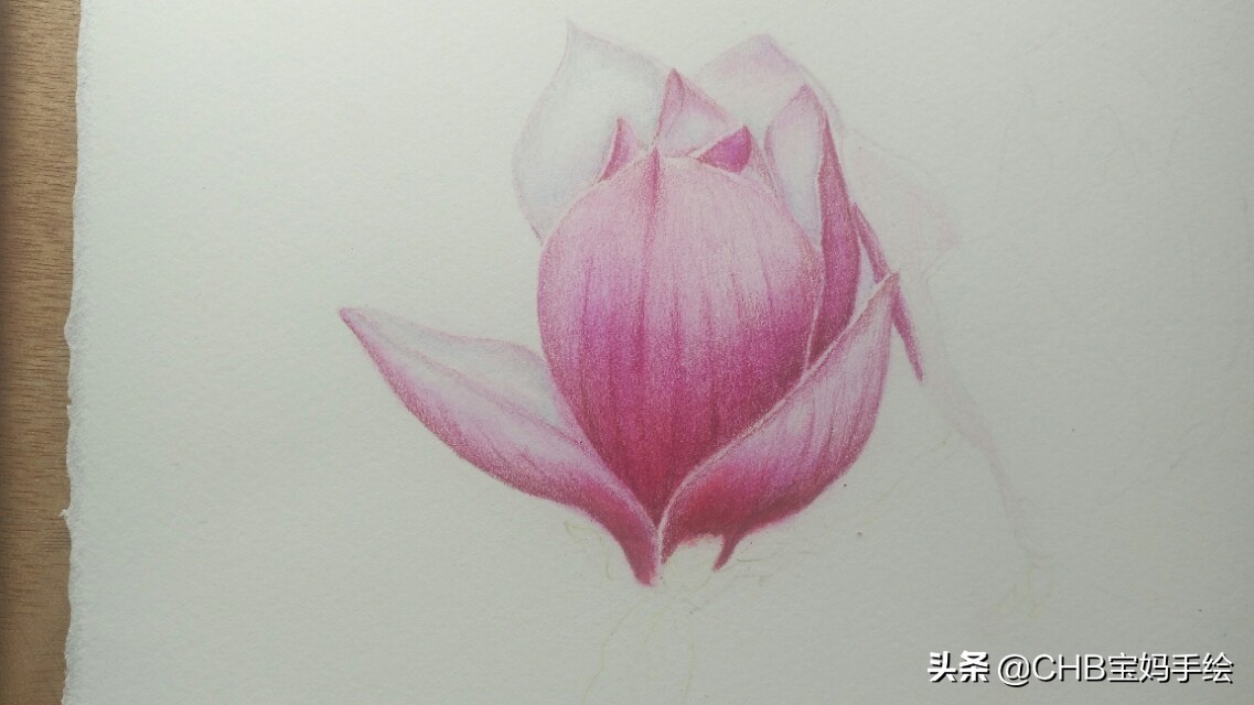 玉兰彩铅画教程图解,零基础彩铅画入门教程桃花