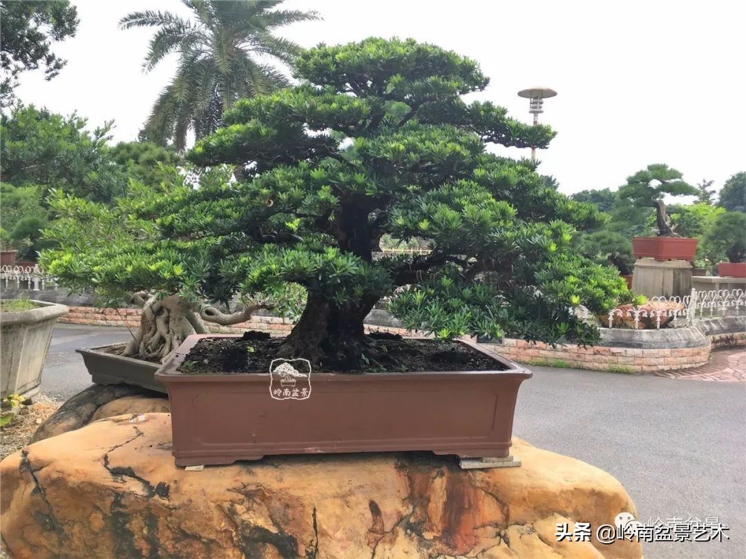 室内十大盆景名贵树种排名,十大盆景名贵树种排名火棘