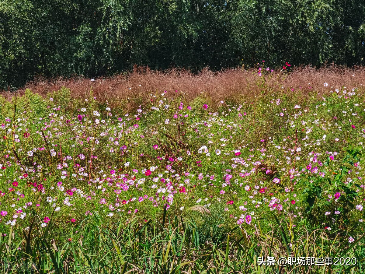 坐落在河北保定市的河北农业大学有哪些好专业呢？您了解吗？