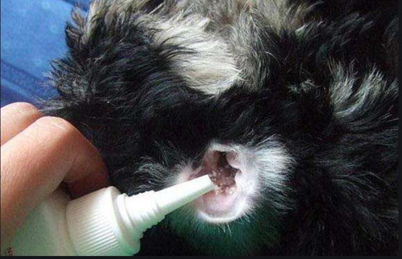 狗耳螨可以用双氧水洗吗,狗耳螨可以用碘伏擦吗