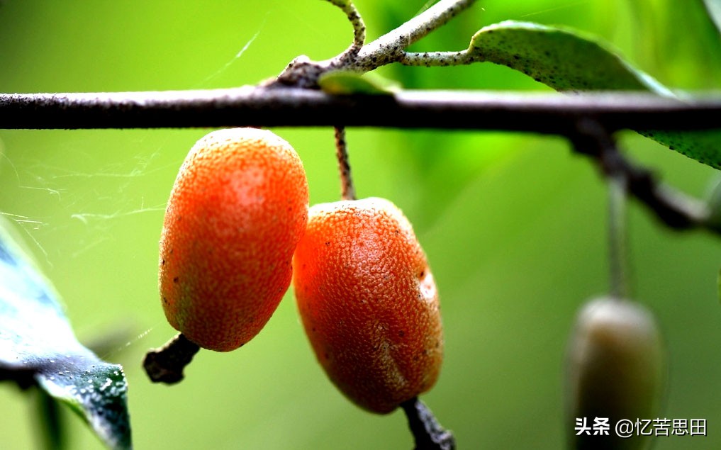 乡村野草集（03）之羊*子奶**