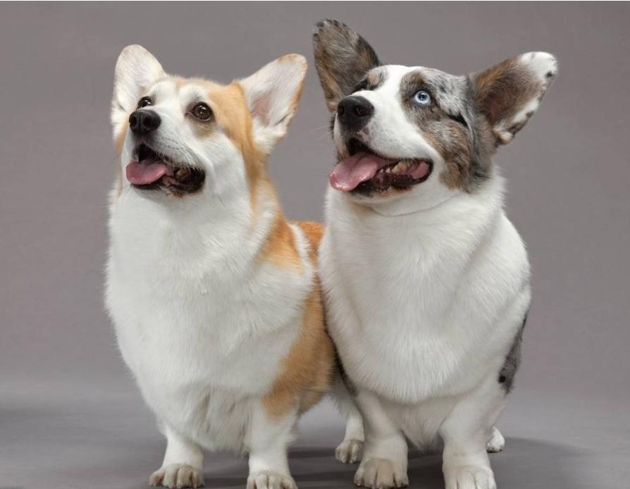 为何现在专业人士主张，狗狗采取人工受精，真相很简单