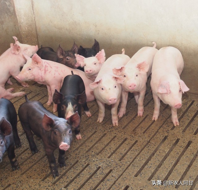 母猪与仔猪饲养最佳温度,母猪如何提高仔猪存活率